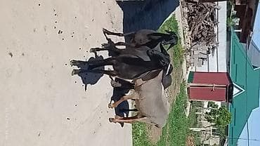 стришка овец: Продаю | Овца (самка) | Для разведения — 5