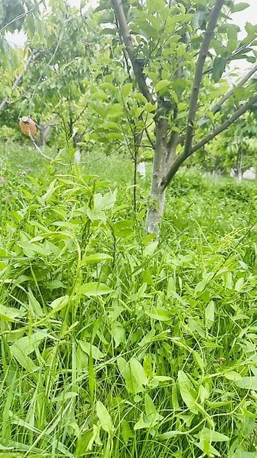 Садовый участок с плодовым садом и летним домиком - Участок с густой