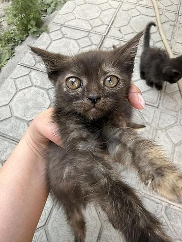 Үй жаныбарлары: Котята из одного помёта - Возраст: 2,5 месяца - Окрас: несколько — 2