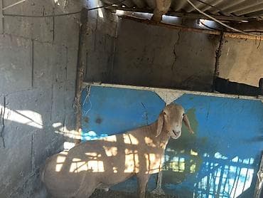 чон арвк: Сатам | Ургаачы кой (ургаачы) | Арашан | Көбөйтүү үчүн | Козулаган — 1