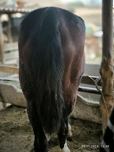 продаю павлин: Продаю | Кобыла (самка) | Полукровка | Для разведения — 1