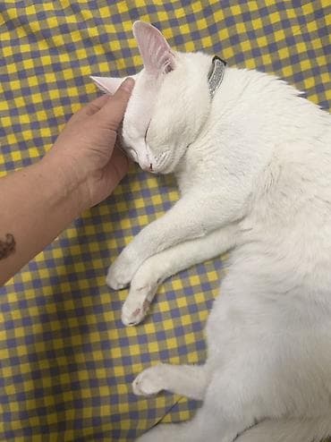 Отдам даром кошку: 1 год, Мальчик, Приучена к лотку — 4