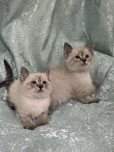 манчкин кот цена: Британская короткошёрстная, 2 месяца, Мальчик, Белый, Приучена к лотку — 3