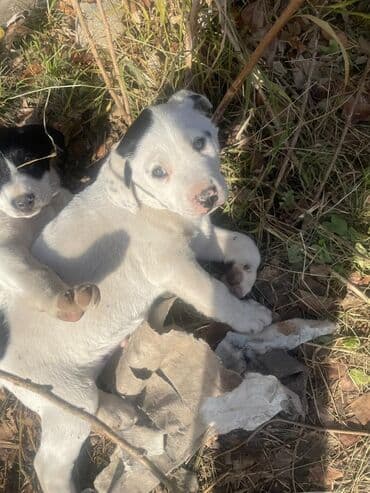 🐶 Ищут дом хвостики — мальчик и девочки 🐾 Милые, активные и очень at lalafo.kg 🐶 Ищут дом хвостики — мальчик и девочки 🐾 Милые, активные и очень