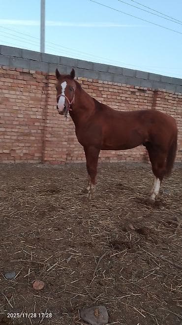 Продаю | Жеребец | Полукровка | Конный спорт | Племенные at lalafo.kg Продаю | Жеребец | Полукровка | Конный спорт | Племенные