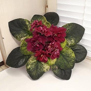 Монстерлер: Продаю деткистартеры взрослые цветущие фиалки 🌺🌿🌺. Нахожусь в — 6