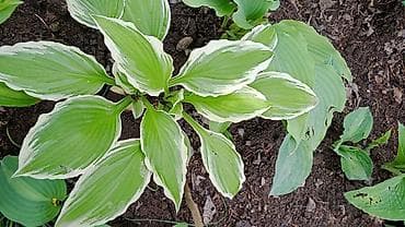 Үй жана бакча: Многолетние декоративные растения для сада обращайтесь в личные — 2