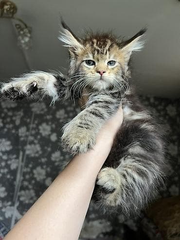 коты белый: Мейн-кун, 2 месяца, Девочка, Приучена к лотку, Проглистована, С документами — 6