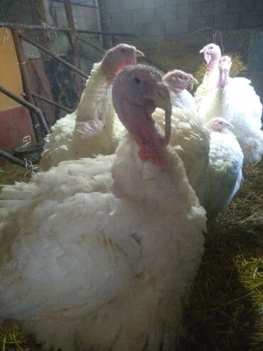 продать собаку: Индюки бройлеры ЖИВЫМ весом -400 сом/кг Один индюк весит около 15 — 1
