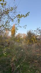 дом отдыха бишкек: 30 соток, Для бизнеса, Красная книга — 14