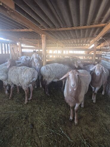 кангал цена бишкек: Продаю | Баран (самец) | Арашан | Для разведения | Осеменитель — 7