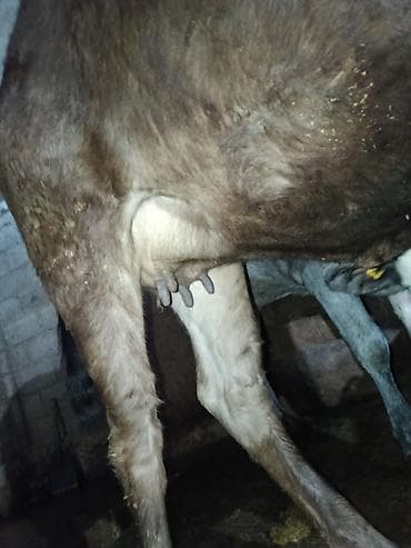 сасновка уй: Продаю | Корова (самка) | Для молока — 2