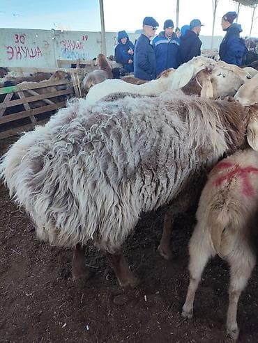 купить бараны: Продаю | Овца (самка) — 4