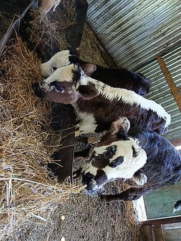 Животные: Продаю | Тёлка | На откорм — 2