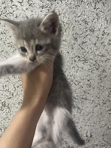 котик бесплатно: Отдаю котят даром — 1
