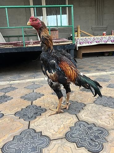 даканы шамо: Продаю | Петух | Бойцовая | Для разведения, Для боев — 4