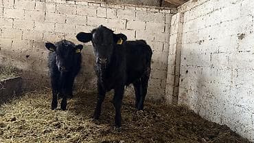 Продаю | Бык (самец), Музоо, торпок | Абердин-ангус | На откорм | Племенные at lalafo.kg Продаю | Бык (самец), Музоо, торпок | Абердин-ангус | На откорм | Племенные