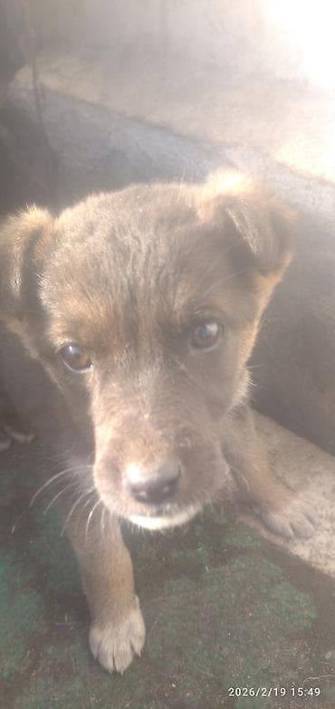 Восточноевропейская овчарка, 2 месяца, Самка