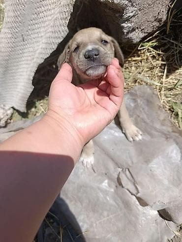 Тайган, 2 месяца, Самка at lalafo.kg Тайган, 2 месяца, Самка