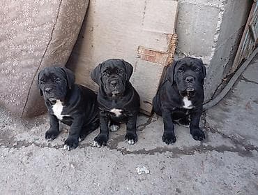 куплю собаку хаски: Щенки кане корсо имеются мальчики и девочки, мальчики 25т девочки 20т — 6