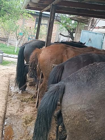 продаю коня: Продаю | Жеребец | Рабочий — 3