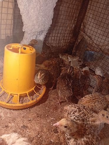 Үй жаныбарлары: Продам перепелок молодняк скоро будут нестись им 25 дней,и маленькие — 5