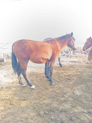 продаю домашние куры: Продаю | Жеребенок | Для разведения — 3