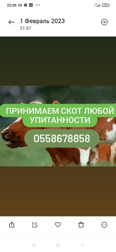 продажа домашних животных: Куплю | Коровы, быки, Лошади, кони | Круглосуточно, Любое состояние, Забитый — 1