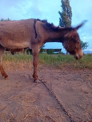 Животные: Ослы — мама с жеребёнком - Вид: домашние ослы - Окрас: у кобылы — — 4