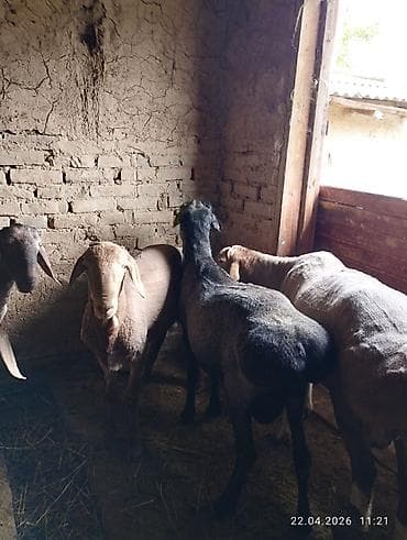 корм для овец: Продаю | Овца (самка) | Для разведения — 5