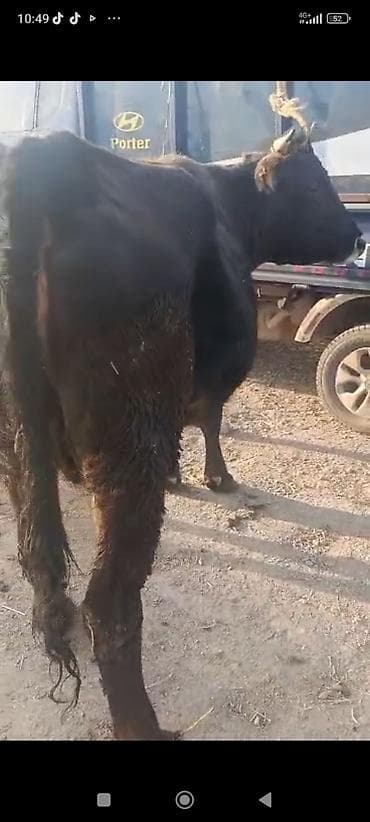 бара: Продаю | Корова (самка) | Для разведения — 4