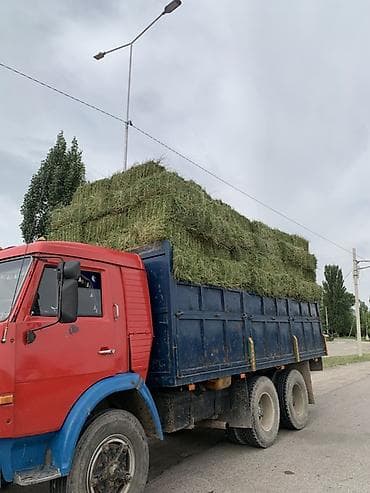Сено в тюках
беде чоп сатылат 250 тук 1 чабык кургак ! таза
кеминде at lalafo.kg Сено в тюках
беде чоп сатылат 250 тук 1 чабык кургак ! таза
кеминде