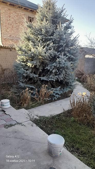 куплю голубой ель: Ель голубая (Picea pungens, Blue Spruce) - Декоративное хвойное — 4
