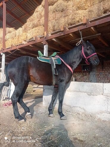 сх животные и товары: Продаю | Жеребец | Полукровка | Конный спорт | Племенные — 1