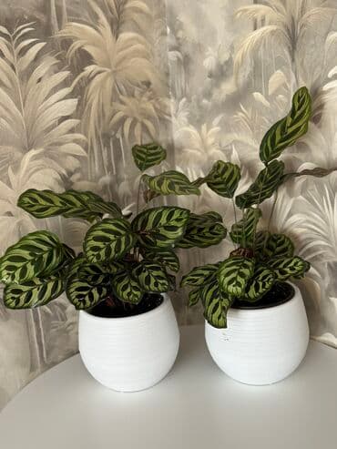 для растений: Продаётся калатея 🌿 Красивое декоративное растение для дома и офиса — 1