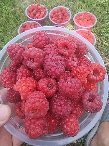 Местная малина сладкий сочный для варенья на заморозки на зиму лучшее — 5