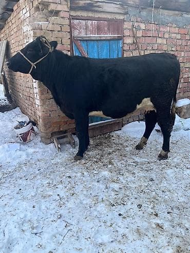 дойыный карова: Продаю | Корова (самка) | Для молока | Стельные — 4