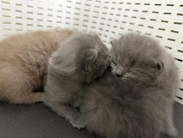 Башка жаныбарлар: Бронь Шотландских котят (скоттиш-фолд/скоттиш-страйт), помет из 4 — 2