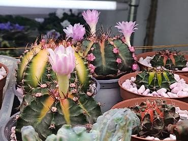 цветы кактус: В продаже радужные Гимнокалициумы (Gymnocalycium) с яркой жёлтой — 6