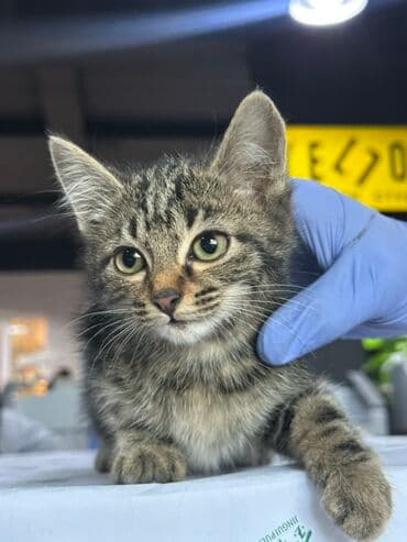 вислоухая кошка сколько стоит: 4 месяца, Мальчик — 2