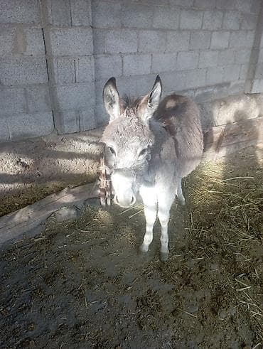 сколько стоит маленький хомячок: Осёл (молодой). - Окрас: серо-бурый с более светлой мордой и ногами — 1