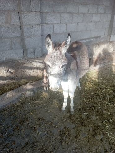 Балыктар: Осёл (молодой, компактного роста) - Порода/тип: домашний осёл — 3