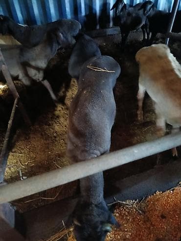 Башка жаныбарлар: Сатам | Ургаачы кой (ургаачы) | Көбөйтүү үчүн — 6