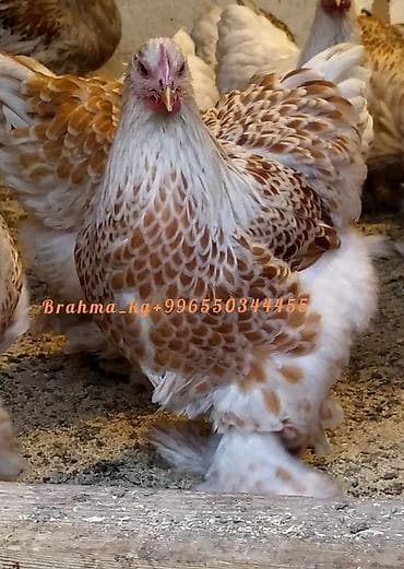 продаю инкубатор: Продаю | Куры, Инкубационные яйца | Брама | Для разведения — 8