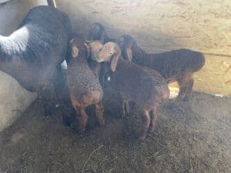 продажа щенков немецкой овчарки с документами в бишкеке: Продаю | Овца (самка) | Арашан, Гиссарская | Для разведения | Ягнившаяся, Матка — 14