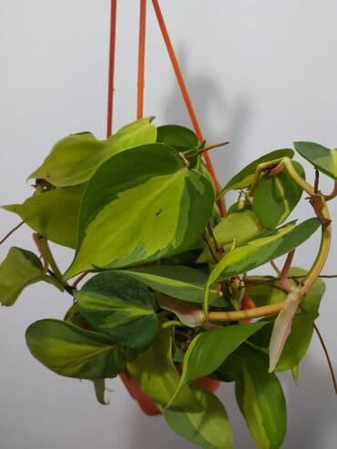 растения аквариумные купить: Строманта, диффенбахия, аглаонема, филодендроны, и т.д — 2