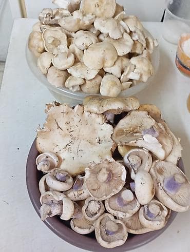 Грибы Синеножка и Белые грибы горные - Сортировка крупные и средние