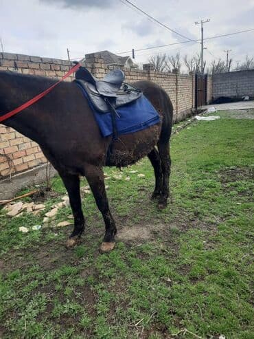 продажа домашних животных: Продаю | Кобыла (самка) | Для разведения, Для молока — 5