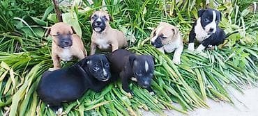 стерилизация собак бишкек цена: Щинки готовятся на бронь от этой пары . Родители горячие, обоих — 4