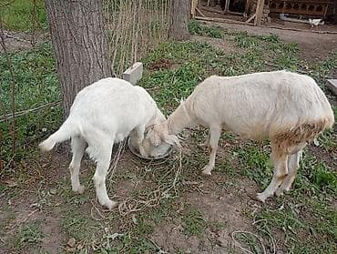 добрый карова: Продаю | Коза (самка) | Для разведения — 6